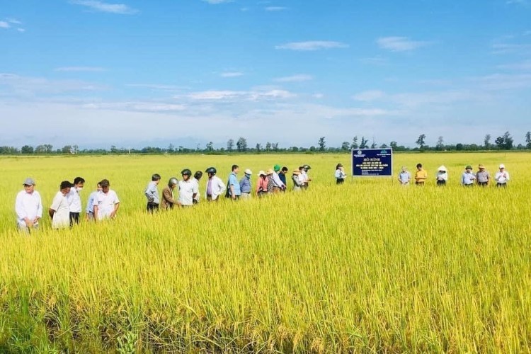 Mô hình lúa hữu cơ được trồng thử nghiệm trong vụ Đông Xuân năm 2021 – 2022. Ảnh: Đăng Đức