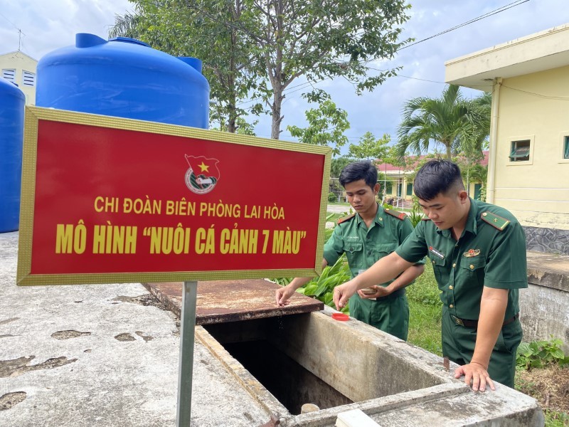 Chi đoàn Đồn Biên phòng Lai Hòa tận dụng các bồn, bể chứa nước không còn sử dụng để nuôi cá bảy màu.