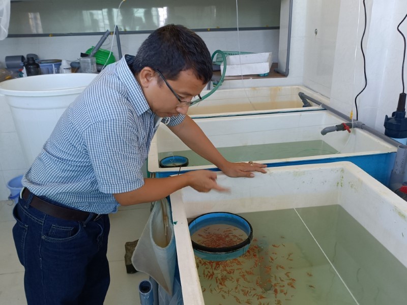 TS Hồ Sơn Lâm chăm sóc cá hề mới được lai tạo thành công.
