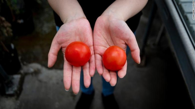 Một quả cà chua được chỉnh sửa gen (trái) được so sánh với một quả cà chua bình thường.