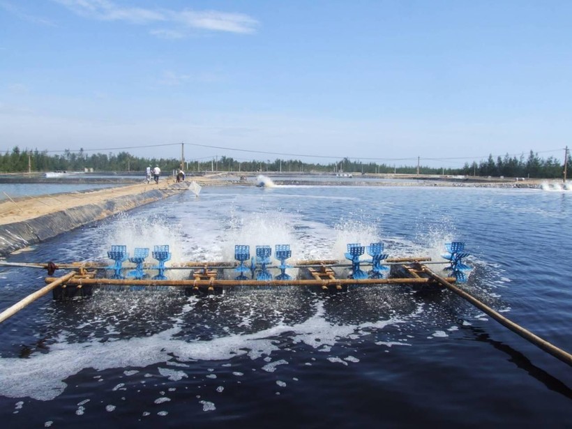 Chế phẩm sinh học xử lý nước nuôi trồng thủy sản giúp tận dụng nguồn nước, bảo vệ môi trường, tăng năng suất vật nuôi.