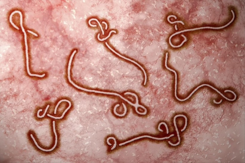 Năm 2014, Tây Phi ghi nhận 28.616 trường hợp mắc Ebola.