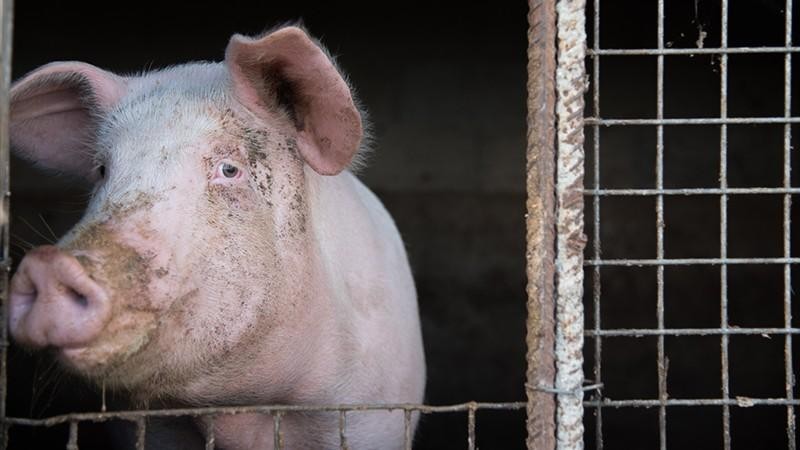 Nghiên cứu đột phá ở thịt lợn: Cơ hội cứu sống nhiều người bệnh