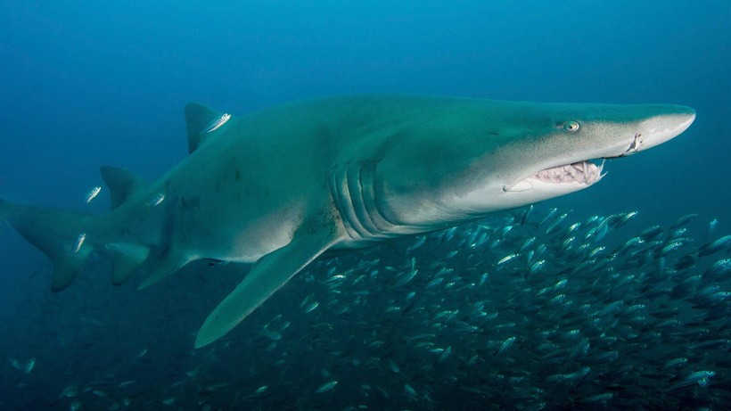 Ngoài khơi bờ biển Bắc Carolina, một con cá mập hổ cát đang săn mồi. 