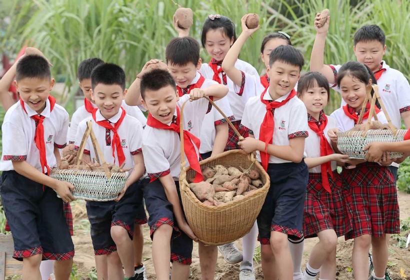 Học sinh thành phố Hồ Châu (Trung Quốc) thu hoạch khoai lang trong tiết giáo dục lao động.