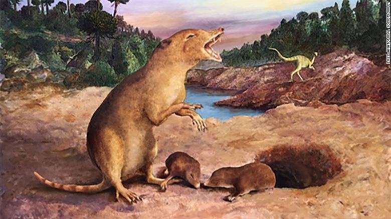Hình minh họa của Brasilodon quadrangularis - loài động vật có vú 225 triệu năm tuổi.