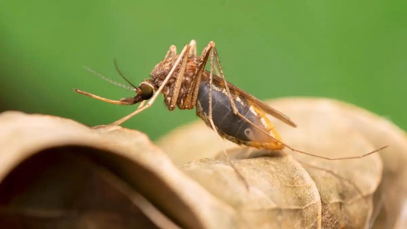 Các nhà khoa học đã biến đổi gen của muỗi Anopheles gambiae.
