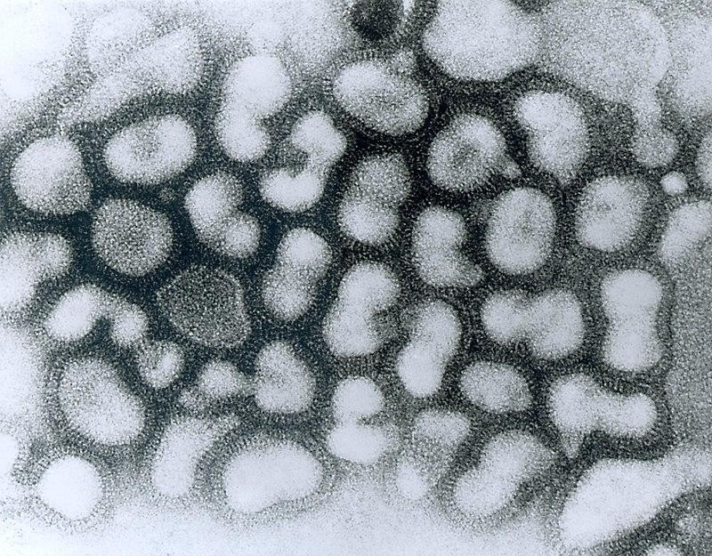 Cúm A(H5) bao gồm 9 loại virus. 