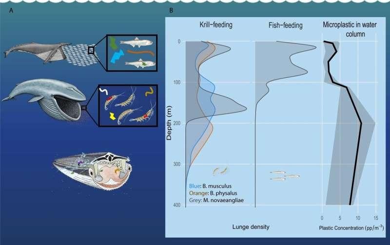 Gần như tất cả vi nhựa mà cá voi tiêu thụ đến từ con mồi.
