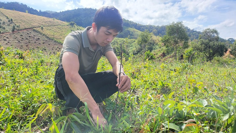 Huyện Tu Mơ Rông đã kiến nghị UBND tỉnh có ý kiến với cấp thẩm quyền nâng mức hỗ trợ trồng rừng cho người dân.