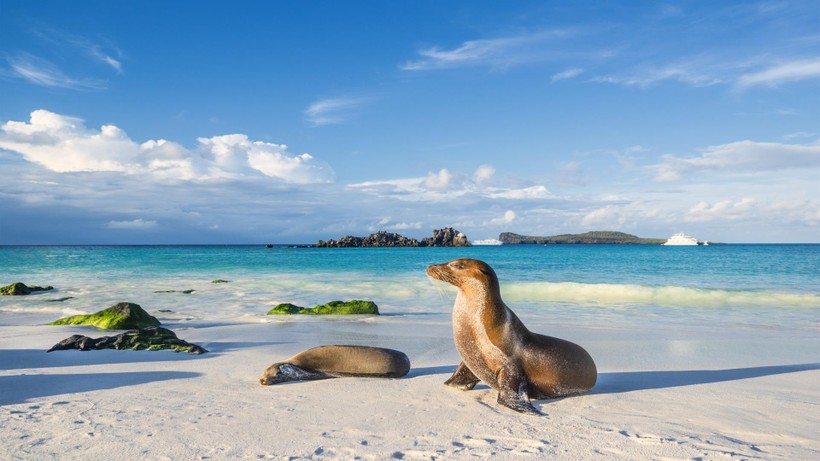 Vùng nước lạnh gần Quần đảo Galápagos là nơi ẩn náu của nhiều loài sinh vật biển.