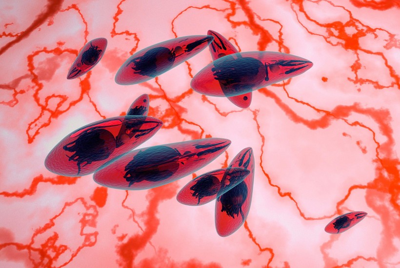 Toxoplasma thuộc dạng đơn bào, hình con thoi, chỉ nhỏ 6 micromet. Ảnh: Twitter