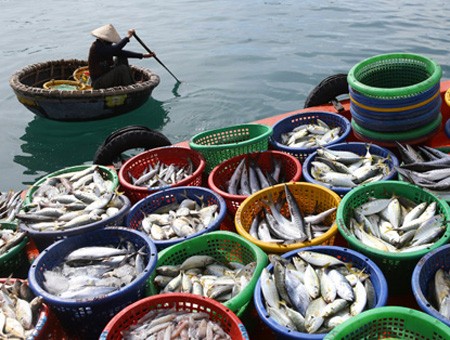 Bảo tồn và phát huy kinh tế biển vẫn là bài toán khó với các địa phương ở Việt Nam.
