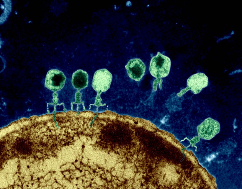 Thể thực khuẩn tấn công vi khuẩn E. coli bằng cách xâm nhập qua màng tế bào.