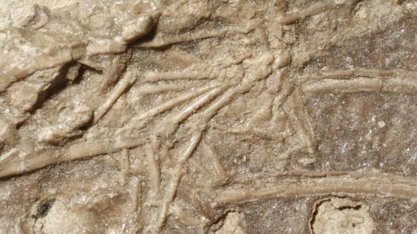 Hóa thạch Microraptor được phát hiện ở Liêu Ninh, Đông Bắc Trung Quốc vào đầu những năm 2000.