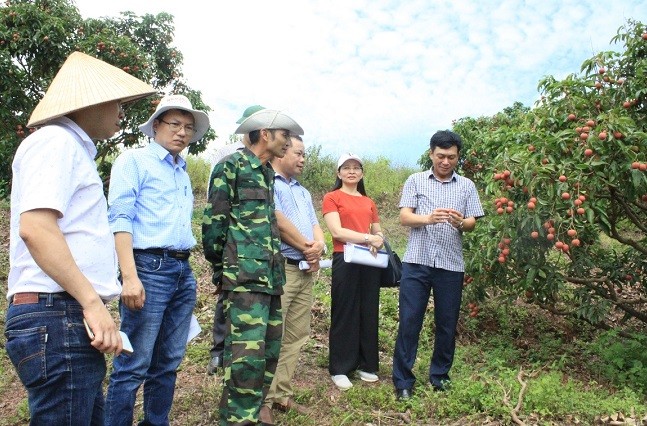 Khảo sát hiệu quả của chế phẩm với vùng trồng vải ở Bắc Giang.