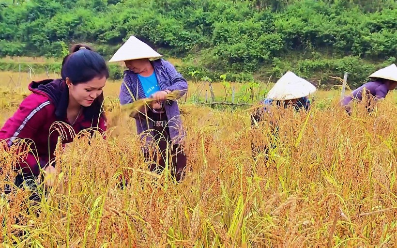 Lúa nếp Cay nọi - một trong những nhóm cây trồng được phát triển ở vùng cao Quan Sơn, Mường Lát (Thanh Hóa).