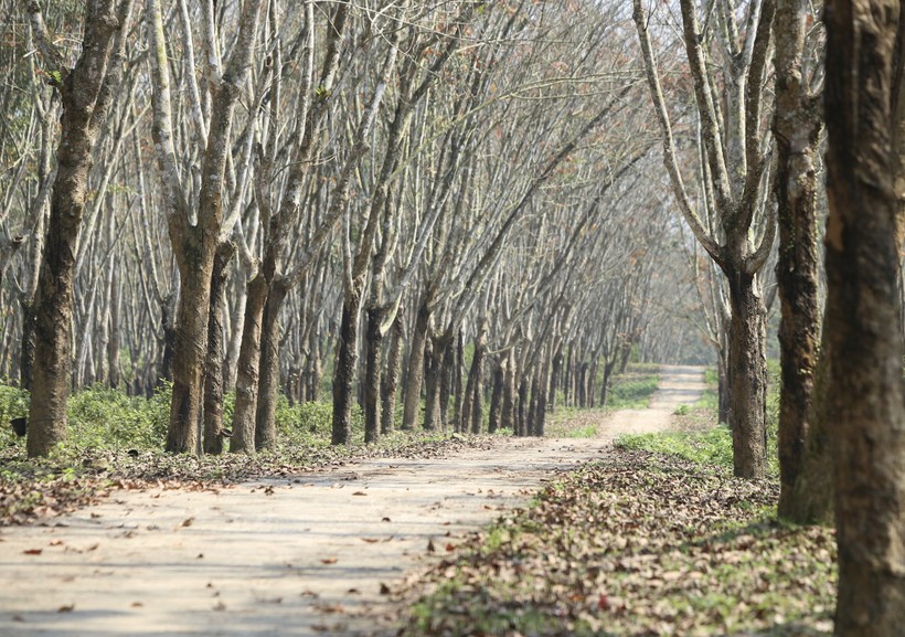 Con đường trải dài tít tắp băng qua khu rừng cao su rộng lớn mùa lá rụng.