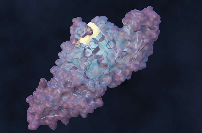 Phân tử mới hạn chế sự sao chép của virus SARS-CoV-2 ban đầu, cũng như các biến thể Delta và Omicron.