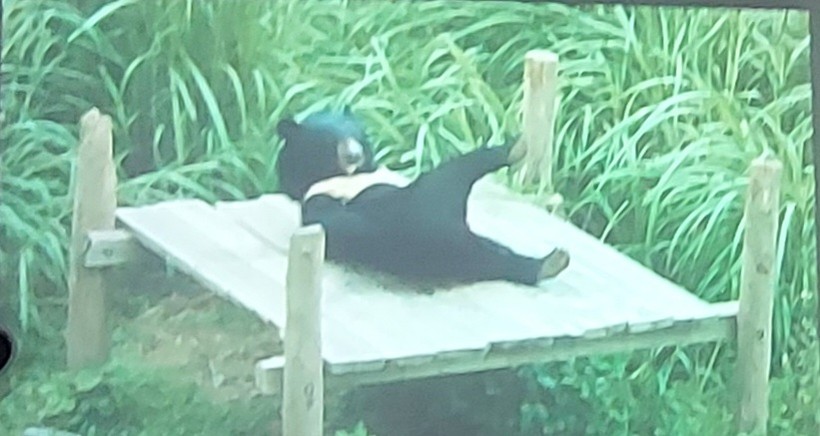 Hình ảnh những chú gấu thảnh thơi chơi đùa ở Cơ sở bảo tồn gấu Ninh Bình được ghi lại trong bộ phim tài liệu 'Bình Yên, về nào'. Ảnh: Hoàng Anh.