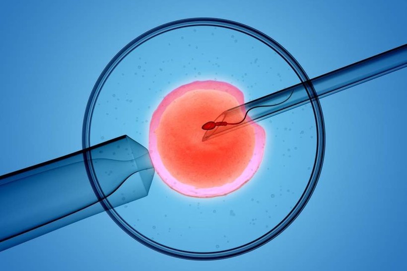 Với phương pháp IVF, trứng và tinh trùng sẽ được gặp nhau và thụ tinh trong ống nghiệm. Ảnh minh hoạ