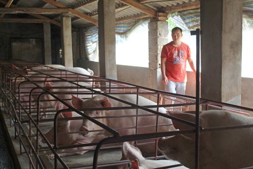 Do giá lợn hơi giảm sâu, anh Lê Bá Đức ở xã Hoằng Thắng (Hoằng Hóa, Thanh Hóa) quyết định duy trì lợn nái sinh sản, cầm cự qua giai đoạn này.