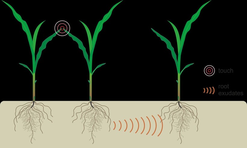 Thực vật có thể giao tiếp qua tín hiệu điện nếu chúng chạm vào nhau.