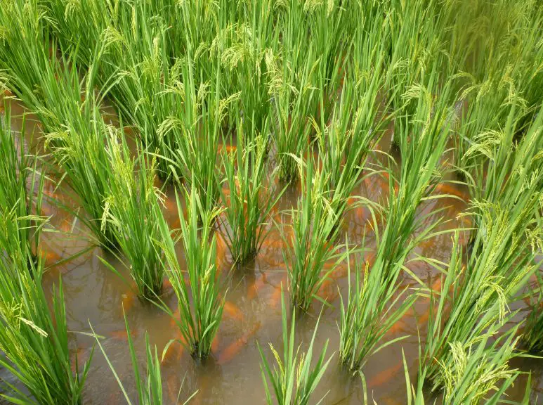 Cánh đồng vừa trồng lúa, vừa nuôi cá ở Chiết Giang, Trung Quốc.