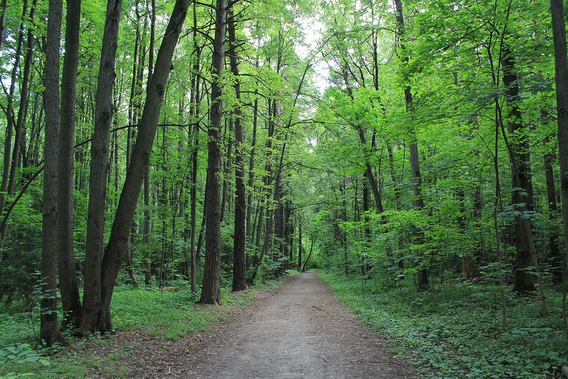 Công viên Bitsevsky nằm trong khu rừng hoang dã, rộng lớn.