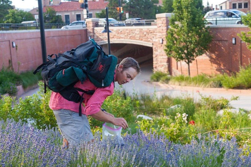 Một sinh viên đang hái lượm hoa oải hương khuôn viên Đại học Colorado ở Boulder. Ảnh: Ethan Welty, Atlasobscura.com