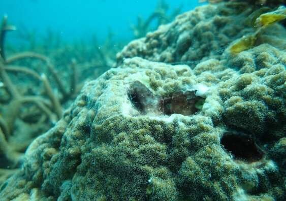 Qua thời gian, bệnh san hô tăng theo nhiệt độ đại dương.