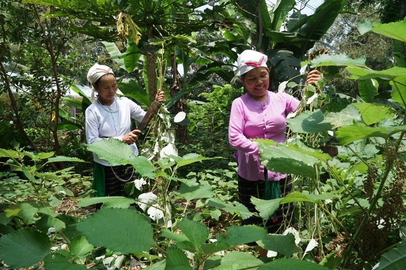 Những phụ nữ lớn tuổi ở xã Giai Xuân, huyện Tân Kỳ vẫn duy trì công việc trồng cây gai, tước sợi, đan võng.