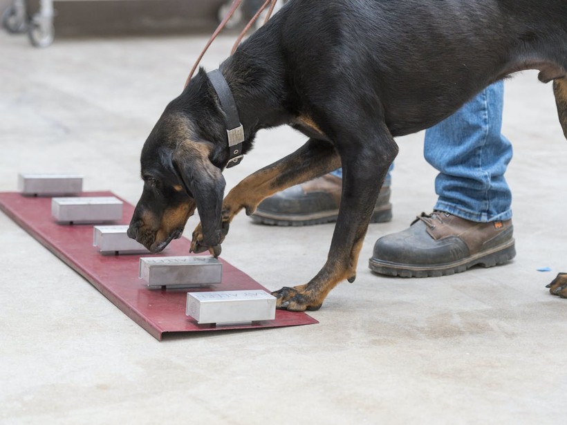 Một chú chó được huấn luyện tại Hiệp hội Nhân đạo Nebraska, Mỹ, để nhận biết bệnh.