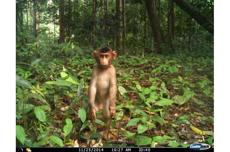 Khỉ và lợn rừng đang xâm chiếm các khu rừng bị xáo trộn ở Đông Nam Á.