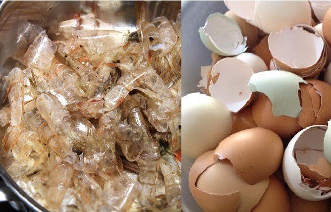 Vỏ trứng và vỏ đầu tôm là những nguyên liệu giàu dinh dưỡng phù hợp cho cây trồng phát triển.