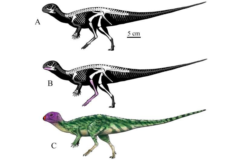 Nhóm nghiên cứu ước tính rằng, khi trưởng thành hoàn toàn, con khủng long này sẽ dài khoảng 2 mét.