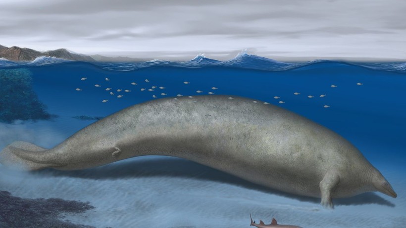 Mô phỏng hình dáng và kích thước của Perucetus colossus.