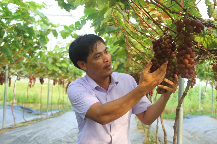 Anh Hoàng Thanh Minh chia sẻ về quá trình trồng và chăm bón cây nho.