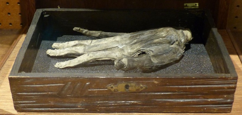 'Bàn tay vinh quang' được trưng bày tại Bảo tàng Whitby (Anh).