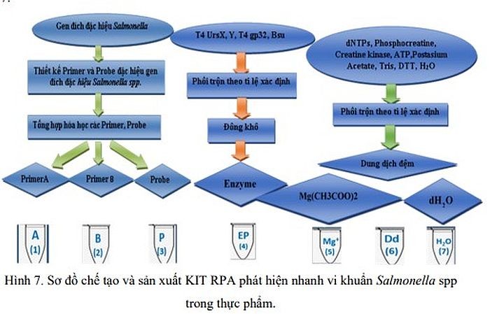 Sơ đồ chế tạo và sản xuất KIT RPA phát hiện nhanh vi khuẩn Salmonella trong thực phẩm.