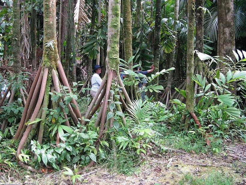 Truyền thuyết cây biết đi thu hút khách du lịch đến những khu rừng cọ.