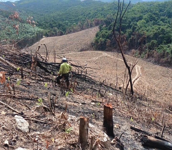 Gần 1 ha rừng tự nhiên tại Tiểu khu 775 thuộc xã Cam Thành bị các đối tượng chặt phá, cưa, đốt cháy để trồng cây keo.
