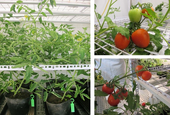 Sinh trưởng của các dòng cà chua đột biến và quả cà chua của các dòng này.