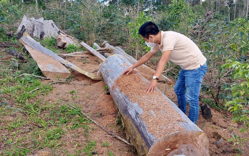 Rừng bị mất trong Dự án đầu tư nông trại hữu cơ của Hợp tác xã Tuyết Sơn Kon Plông.