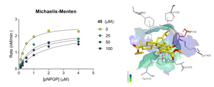 Nghiên cứu động học enzym và mô hình docking phân tử của hợp chất 45 (TEV-056).
