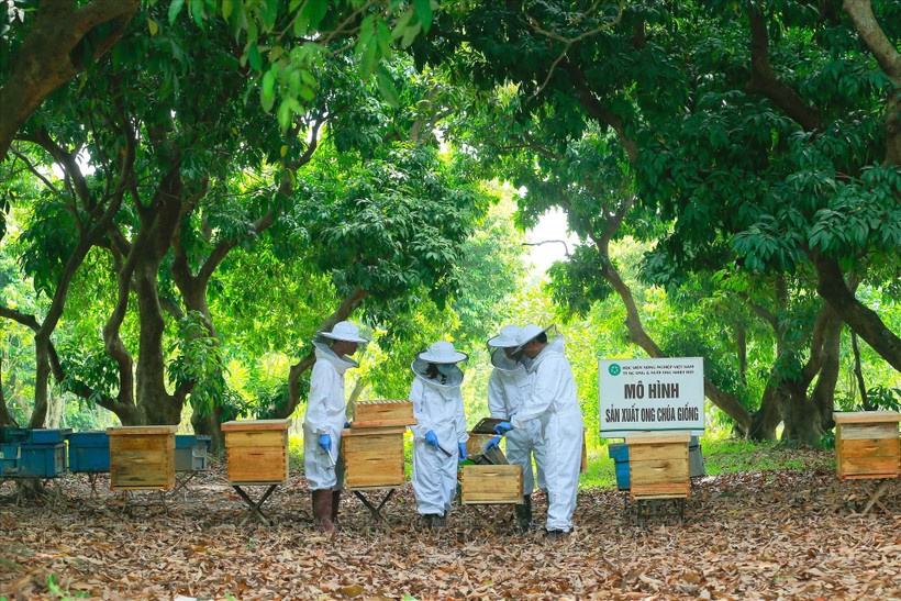 Hệ thống quản lý chất lượng từ khâu chọn giống, chăm sóc đến thu hoạch giúp gia tăng giá trị cho mật ong để xuất khẩu.