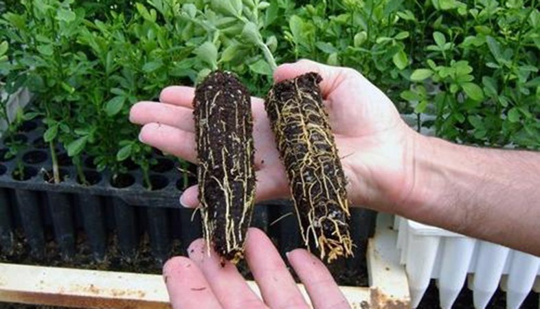 Nấm nội rễ cộng sinh giúp cây trồng sinh trưởng tốt, giảm thiểu phụ thuộc vào phân bón.