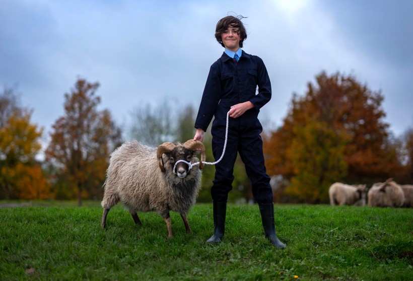 Học sinh Trường Trung học Woodchurch, Anh, chăm sóc giống cừu Anh.