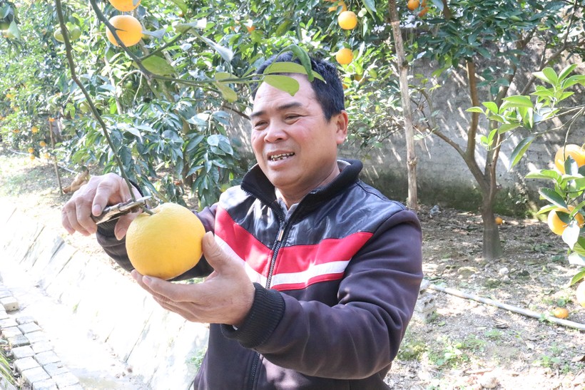 Ông Nguyễn Văn Thọ thu hoạch cam Xã Đoài. 