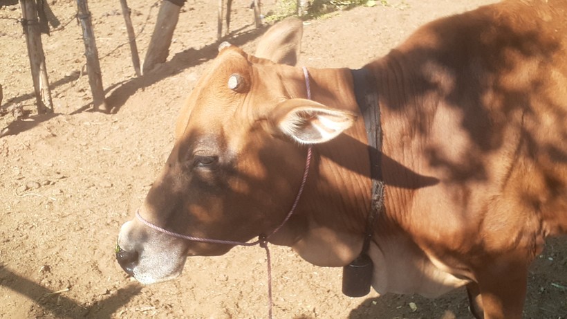 Một con bò có dấu hiệu bị cưa sừng.
